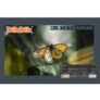 30% Off DIKDIK Video Kit 2022 PER YEAR Coupon Code